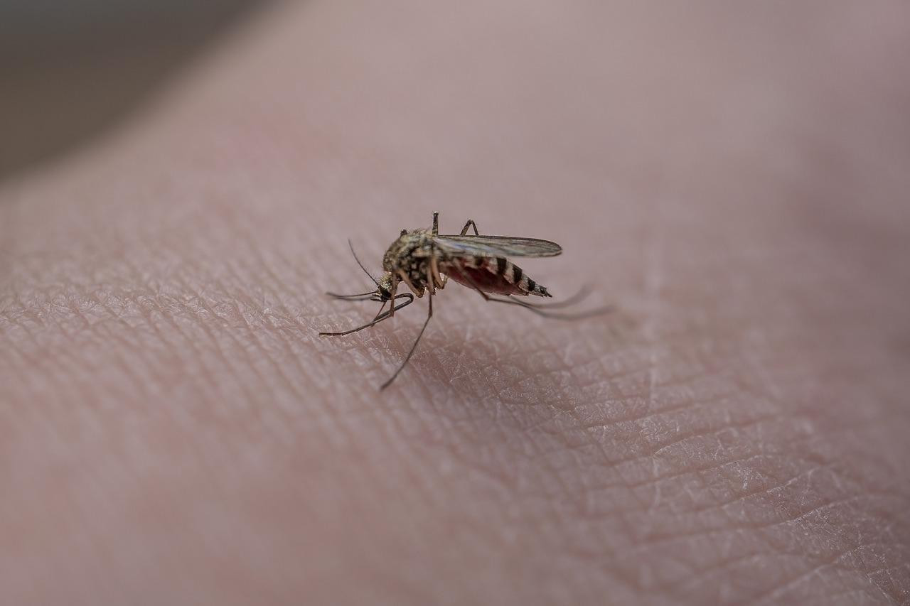 Rešite se komaraca za sva vremena uz ove korisne savete